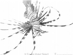 essay in b&w by Claudia Weber-Gebert 